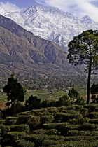 [ photo: Tea Bushes at Zen Tea Estate with Dhauladhar Mountains in background, Palampur, Himachal Pradesh, India, February 2010 (img 191-033) ]