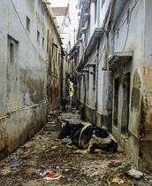 [ photo: Kashi Streets, near Assi Ghat, Cow in Alley Garbage, Varanasi, Uttar Pradesh, India, February 2010 (img 194-038) ]