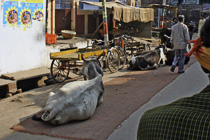 [ photo: Kashi Streets, Cows on Carpet, Varanasi, Uttar Pradesh, India, February 2010 (img 197-030h) ]
