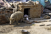 [ photo: Kashi Streets, Pig and Piglets, Varanasi, Uttar Pradesh, India, February 2010 (img 197-055) ]
