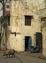[ photo: Kashi Streets, Pig and Blue Door, Varanasi, Uttar Pradesh, India, February 2010 (img 197-057) ]