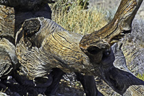 [ photo: Weathered Trunk at , JJoshua Tree National Park, 29 Palms, California, USA, April 2007 (img 122-010) ]