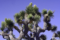 [ photo: Joshua Tree With Blossoma, Joshua Tree National Park, 29 Palms, Calfornia, USA, April 2007 (img 122-016) ]
