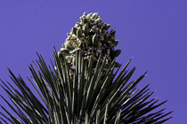 [ photo: Joshua Tree Blossom, Joshua Tree National Park, 29 Palms, California, USA, April 2007 (img 122-018) ]