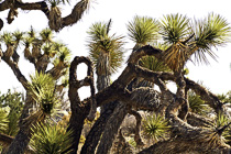 [ photo: Joshua Tree with Twisted Branches, Joshua Tree National Park, 29 Palms, California, USA, April 2007 (img 122-033) ]