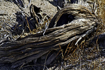 [ photo: Fallen Tree, Joshua Tree National Park, 29 Palms, California, USA, April 2007 (img 122-039) ]