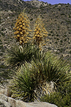 [ photo: Old Yucca Blooms, Joshua Tree National Park, 29 Palms, California, USA, April 2007 (img 122-049) ]