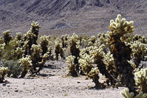 [ photo: Cholla Cactus, Joshua Tree National Park, 29 Palms, California, USA, April 2007 (img 122-099) ]
