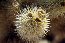 [ photo: Cholla Cactus Closeup, Joshua Tree National Park, 29 Palms, California, USA, April 2007 (img 122-100) ]