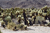 [ photo: Cholla Cactus, Joshua Tree National Park, 29 Palms, California, USA, April 2007 (img 123-001) ]