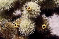 [ photo: Cholla Cactus 2, Joshua Tree National Park, 29 Palms, California, USA, April 2007 (img 123-002) ]