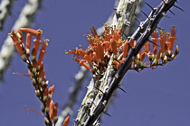 [ photo: Ocotillo Blossoms 1, Joshua Tree National Park, 29 Palms, California, USA, April 2007 (img 123-025close) ]