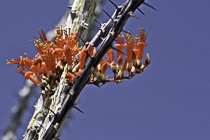 [ photo: Ocotillo Blossoms 1, Joshua Tree National Park, 29 Palms, California, USA, April 2007 (img 123-025h) ]