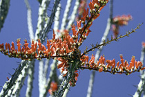 [ photo: Ocotillo Blossoms 2, Joshua Tree National Park, 29 Palms, California, USA, April 2007 (img 123-026) ]