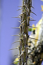 [ photo: Ocotillo Thorns 1, Joshua Tree National Park, 29 Palms, California, USA, April 2007 (img 123-031) ]