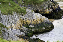 [ photo: Cliffs at Penard Pill Mouth, Gower Peninsula, Swansea, Wales UK, May 2009 (img 169-050) ]