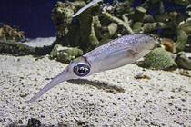 [ photo: Common Market Squid 1, Monterey Bay Aquarium, Monterey, California, USA, August 2014 (img 298-016) ]