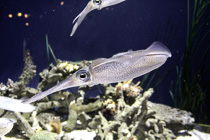 [ photo: Common Market Squid 2, Monterey Bay Aquarium, Monterey, California, USA, August 2014 (img 298-018) ]