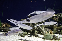 [ photo: CommonMarketSquid3, , Monterey Bay Aquarium, Monterey, California, USA, August 2014 (img 298-023) ]