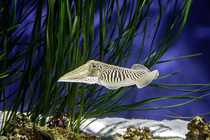 [ photo: Common Cuttlefish 1, Monterey Bay Aquarium, Monterey, California, USA, August 2014 (img 298-044) ]
