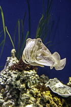 [ photo: Common Cuttlefish 2, Monterey Bay Aquarium, Monterey, California, USA, August 2014 (img 298-045) ]