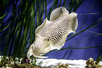 [ photo: Common Cuttlefish 3, Monterey Bay Aquarium, Monterey, California, USA, August 2014 (img 298-046) ]