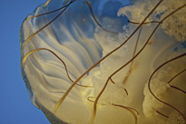 [ photo: Sea Nettle Jelly 2 (Chrysaora fuscescens ?), Monterey Bay Aquarium, Monterey, California, USA, August 2014 (img 298-065) ]
