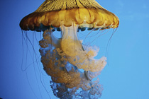 [ photo: Sea Nettle Jelly 3 (Chrysaora fuscescens ?), Monterey Bay Aquarium, Monterey, California, USA, August 2014 (img 298-067) ]