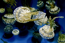 [ photo: Lagoon Jelly 1, Monterey Bay Aquarium, Monterey, California, USA, August 2014 (img 298-076) ]