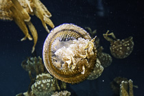 [ photo: Lagoon Jelly 2, Monterey Bay Aquarium, Monterey, California, USA, August 2014 (img 298-081) ]