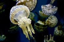 [ photo: Lagoon Jelly 3, Monterey Bay Aquarium, Monterey, California, USA, August 2014 (img 298-086) ]