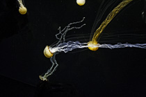 [ photo: Cometary Jellies 1, Monterey Bay Aquarium, Monterey, California, USA, August 2014 (img 298-097) ]