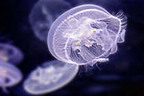 [ photo: Moon Jelly 1, Monterey Bay Aquarium, Monterey, California, USA, August 2014 (img 299-023) ]
