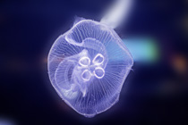 [ photo: Moon Jelly 2, Monterey Bay Aquarium, Monterey, California, USA, August 2014 (img 299-036) ]
