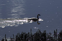 [ photo: Canada Goose on Laguna de Santa Rosa, Sonoma County, California, USA, December 2014 (img 303-004) ]