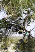 [ photo: Shoe Tree outside of Amboy, Mojave Desert, San Bernardino County, California , USA, April 2007 (img 123-040) ]