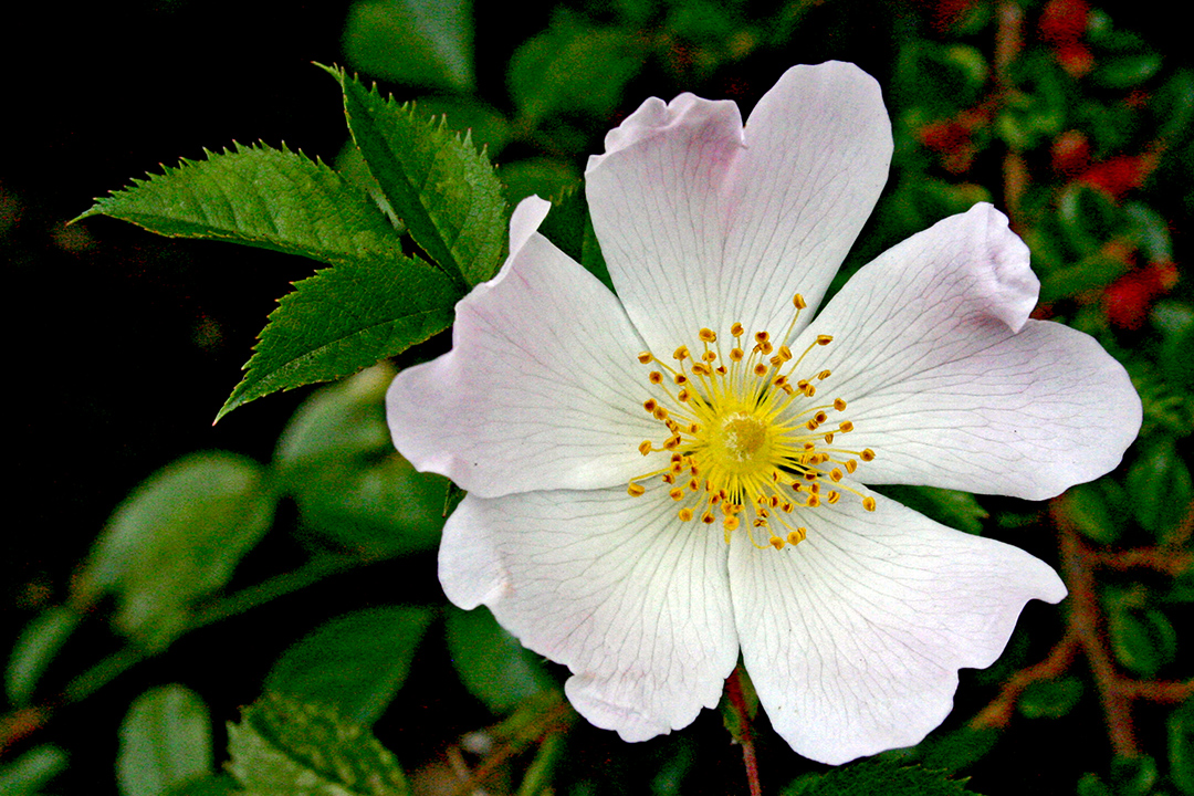 Photo: Single Wild Rose, after digital processing